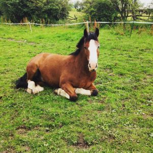 cute pony lying down 