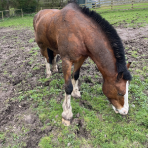 fluffy bay horse before clipping and covered in mud 