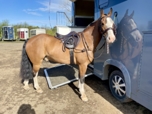 Bay pony looking smart after his clip, tacked up and ready to go for a ride